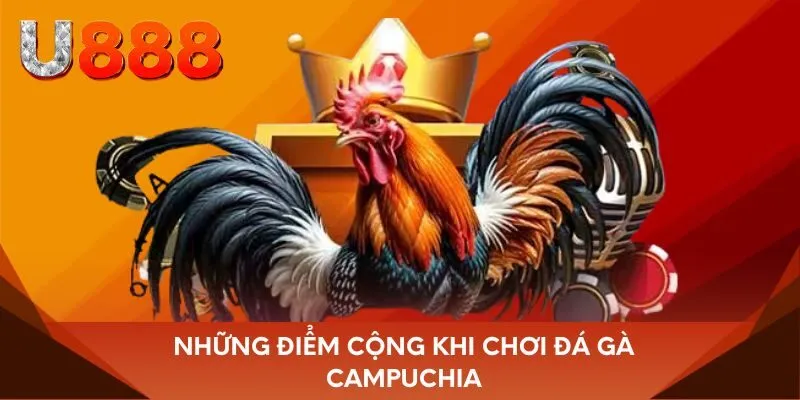 Những điểm cộng khi chơi đá gà Campuchia