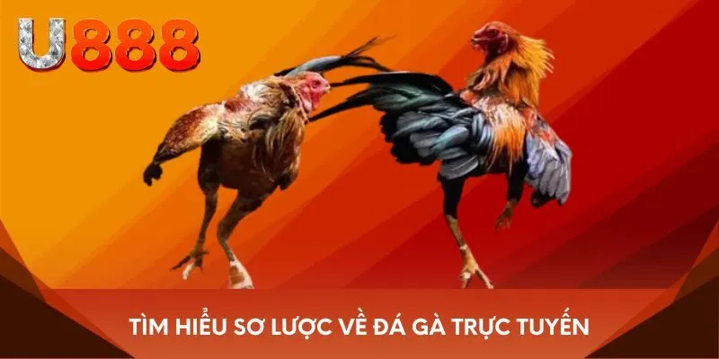 Tìm hiểu sơ lược về đá gà trực tuyến